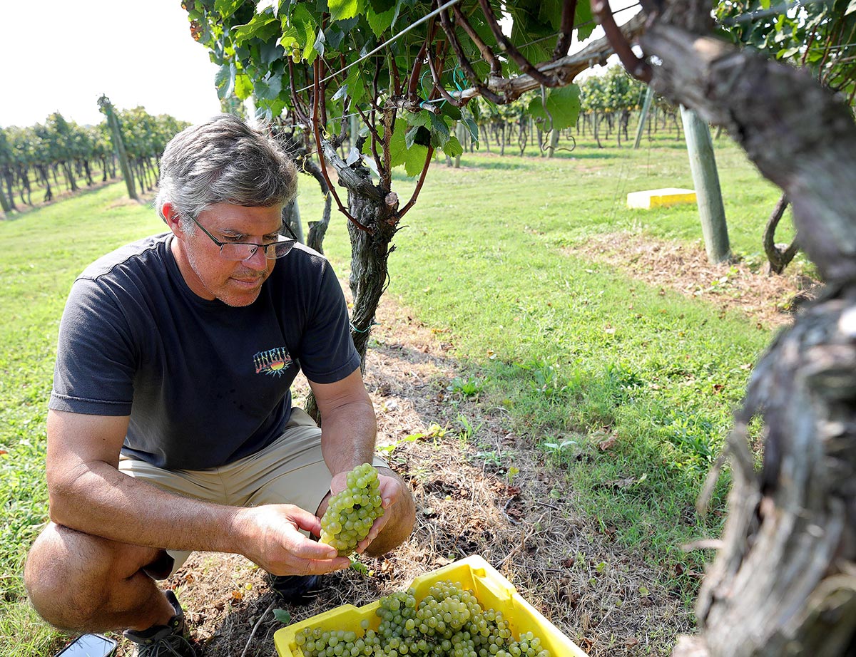 A man kneels to gather grapes from a basket, showcasing a moment of harvest in a vineyard setting.