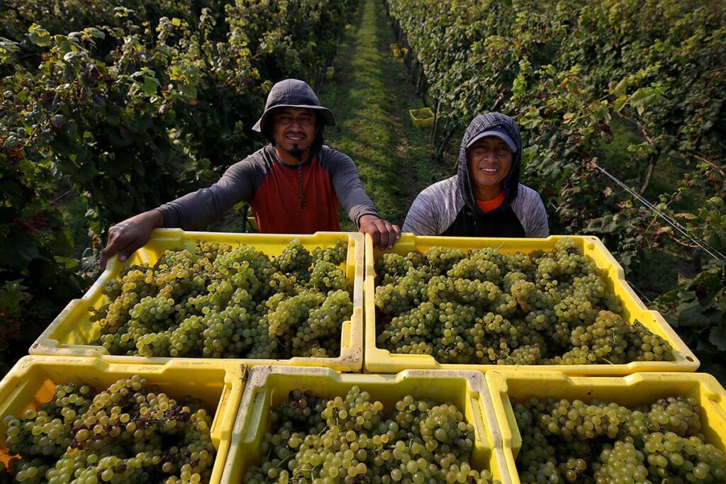 Chatham Vineyards workers began harvesting chardonnay