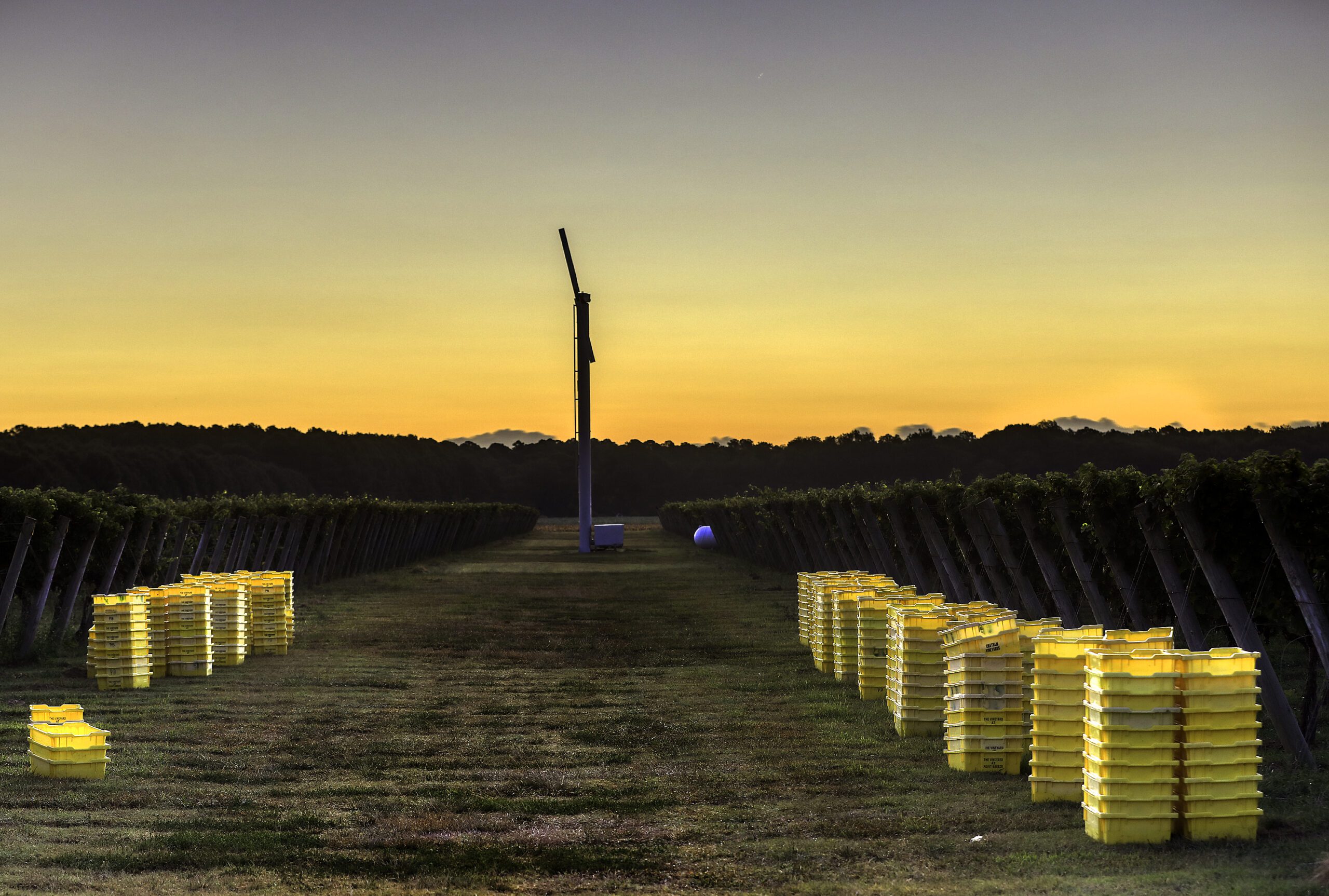 Sunrise at Chatham Vineyards