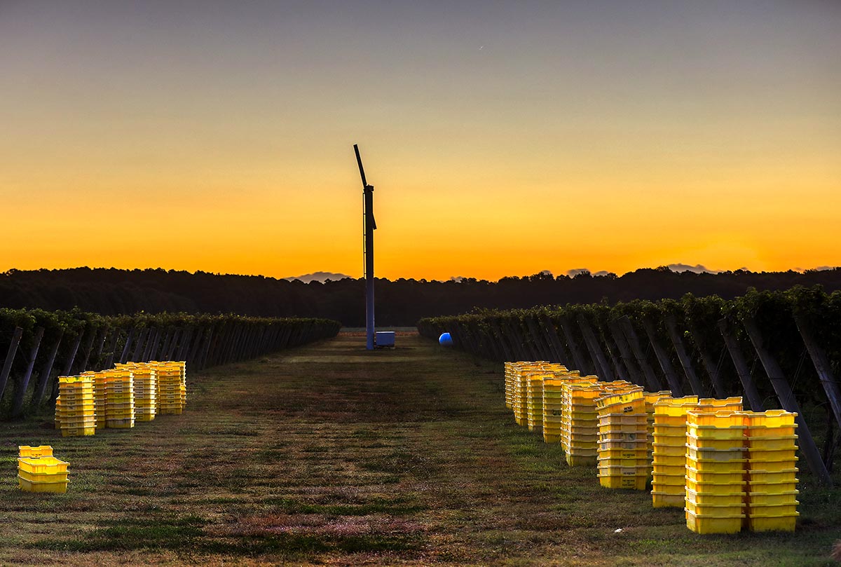 Sunrise over Chatham Vineyard Friday morning