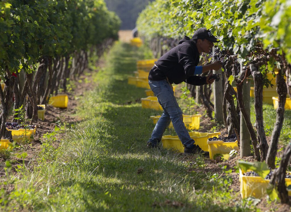 A man harvests grapes at Chatham Vineyards