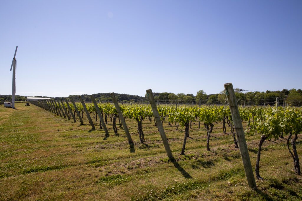 READY OR NOT: AN EARLY AWAKENING IN THE VINEYARD
