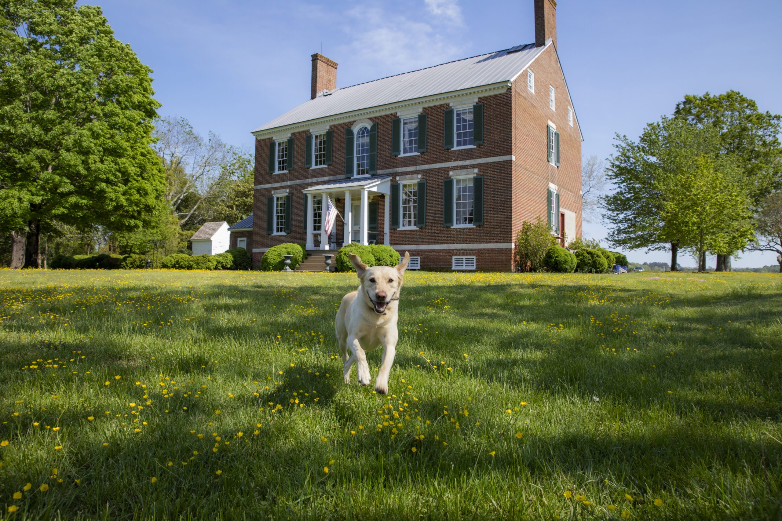 A dog running in the front yard of the house at Chatham Vineyards