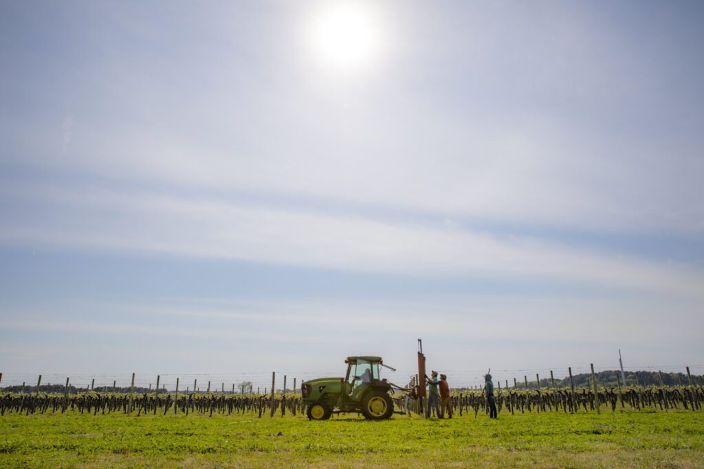 A tractor drives across the vineyards at Chatham Vineyards