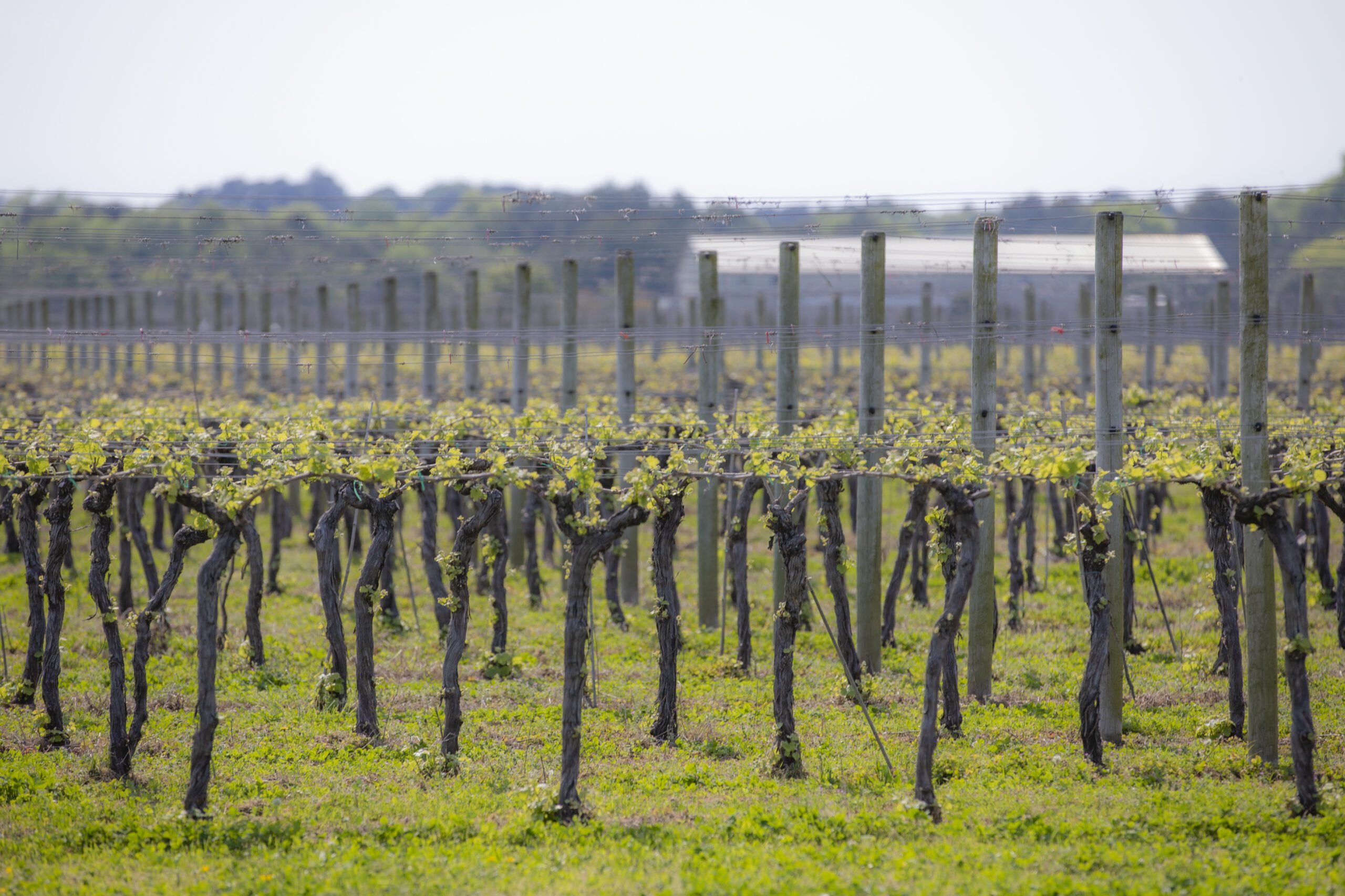 A view of the vines at Chatham Vineyards