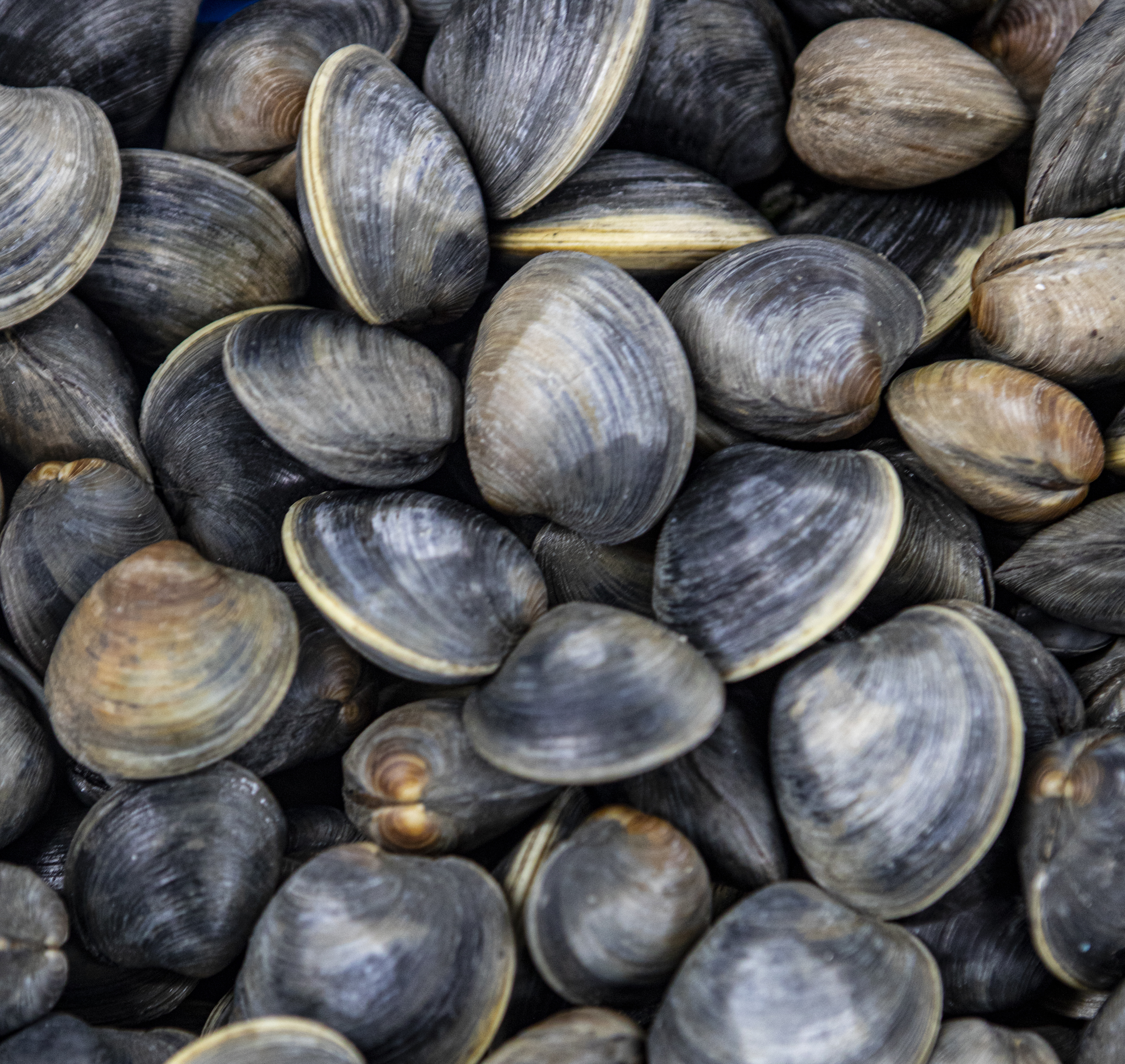 Several clams in a pile