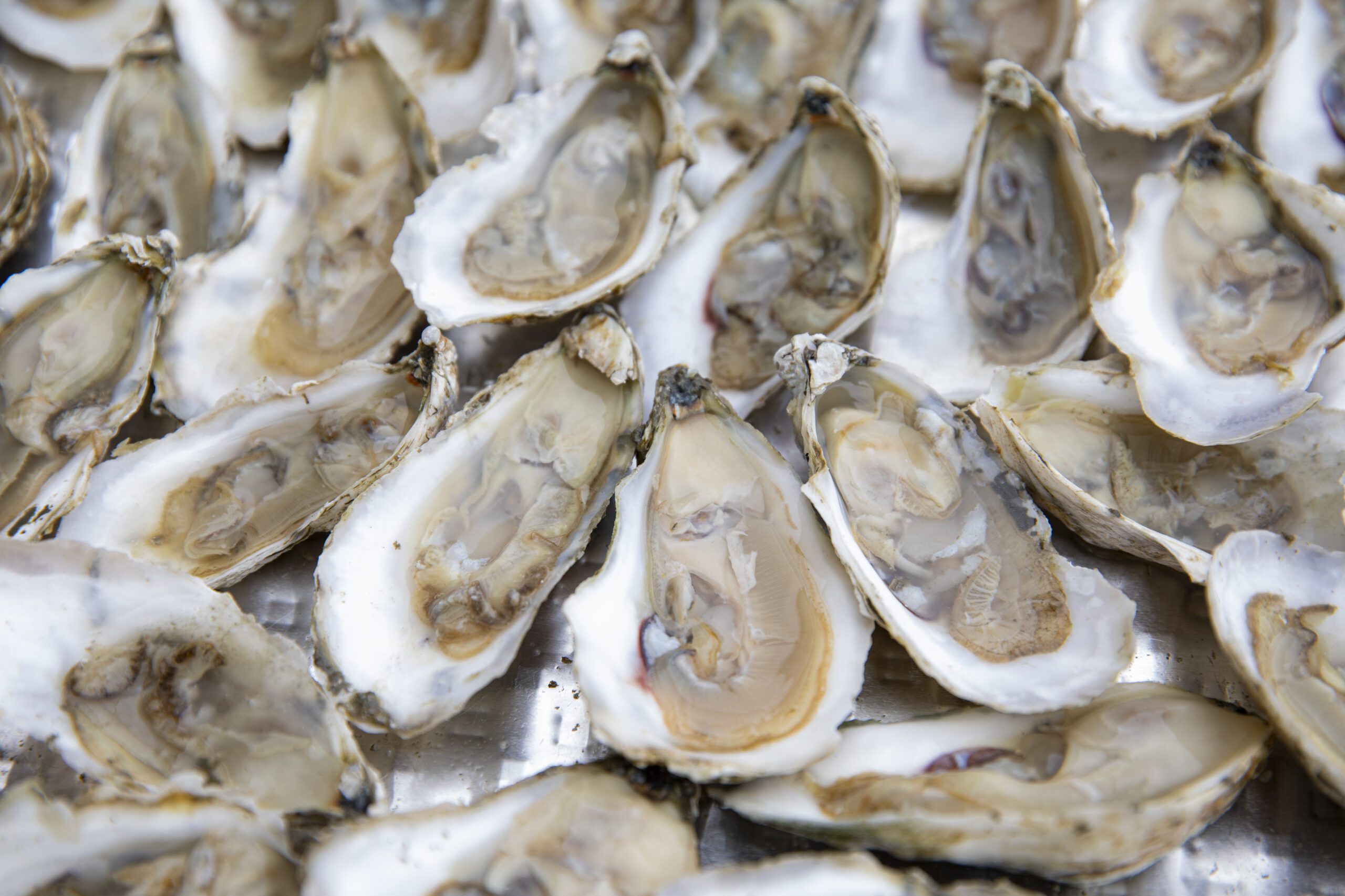 Rows of Oysters at Chatham Vineyards