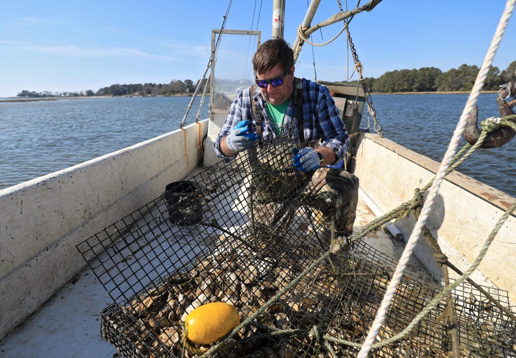 Tom Gallivan checking on an oyster cage on the Eastern Shore of Virginia Wednesday March 10, 2021.