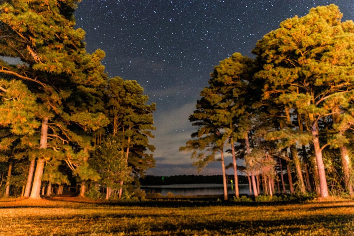 Tall pine trees line both sides of a grassy area leading to a calm lake under a star-filled night sky. The trees and grass are warmly lit, contrasting with the dark sky and distant water.